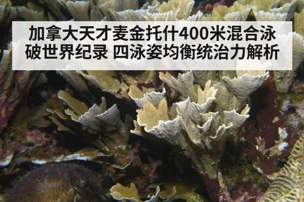 加拿大天才麦金托什400米混合泳破世界纪录 四泳姿均衡统治力解析